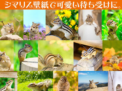 √100以上 リス 壁紙 244898-リス 壁紙