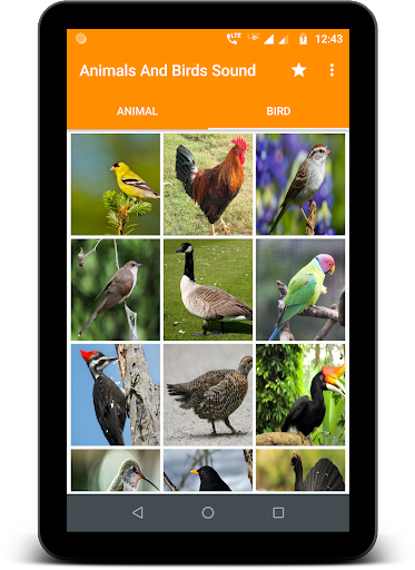 Animals and Birds Sound - Apps on Google Play