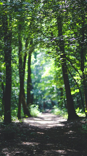 Forest Wallpapers Screen 3