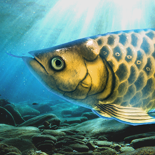 Arowana raising from fry logo