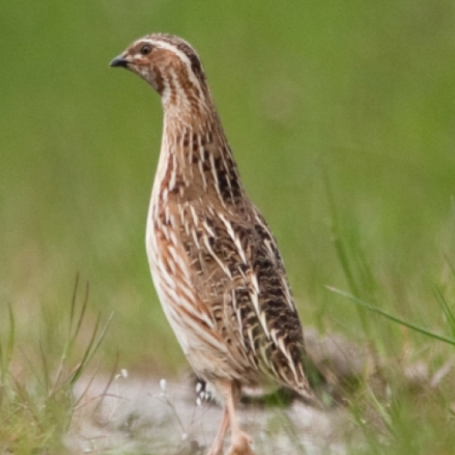 Quail bird calls logo