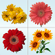 Flower Memory Matching Game Descarga en Windows
