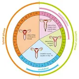 Period Menstruation Calendar icon