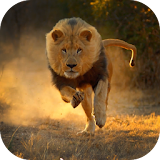 Real Lion Simulator 2017 icon