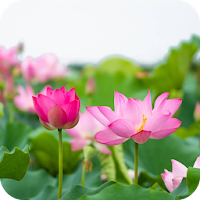 Lotus Wallpaper HD