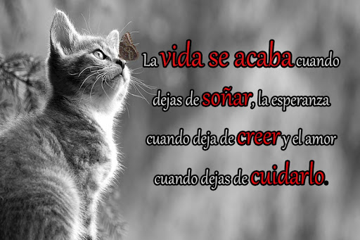 Frases De Reflexion De Amor App Store Data Revenue Download Estimates On Play Store