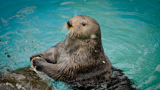Sea Otter Sounds Screenshot 4 - AppWisp.com