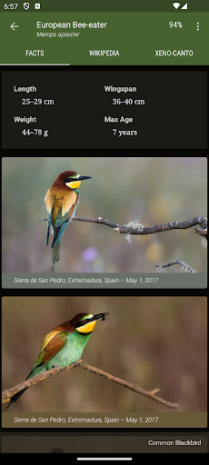 Little Bird Guide: Aves Europe 6
