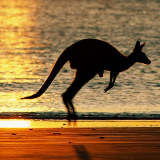 Kangaroo Wallpapers logo