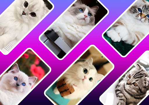 Cute Cat Wallpaper Screen 2