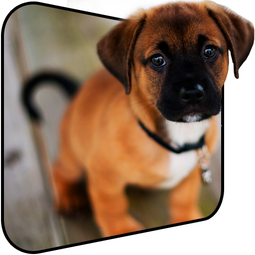 かわいい子犬の壁紙をライブ Google Play のアプリ