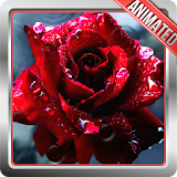 Red Flower Live Wallpaper icon