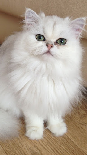 Chinchilla cat Screen 3