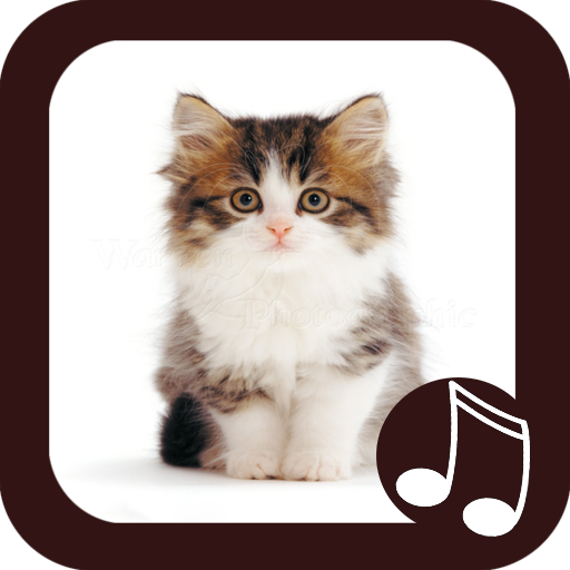 Кошачий мяу звуки. REALMEOW иконка. Звуки кошек слушать онлайн. Звук v8 кота. Cute Kitties Musically.