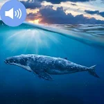Cover Image of Download Whale Sounds and Wallpapers  APK