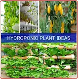 Hydroponic Plant Ideas icon