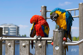 Fly Birds Puzzle - Screenshot 3