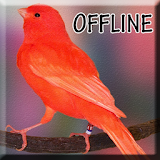 Masteran Burung Kenari Offline icon