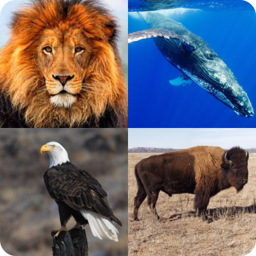 Guess the animal