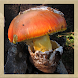 Mushroom Identification - Androidアプリ