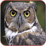 HD Owl Wallpaper icon