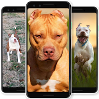 Pitbull Wallpapers 2020  Dog Wallpaper HD Free