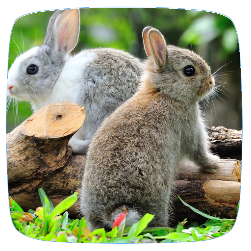 Rabbit Sounds logo
