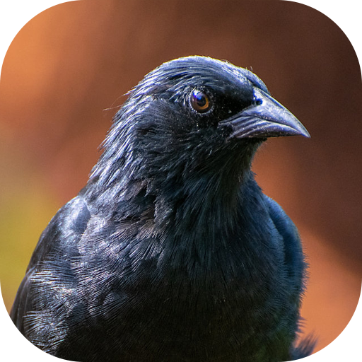 Blackbird songs logo