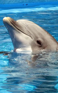 Dolphin Live Wallpaper For PC installation