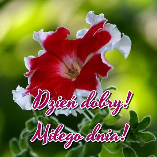 Dzień dobry Miłego dnia! Screen 3