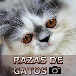 Cover Image of Télécharger Razas de Gatos  APK