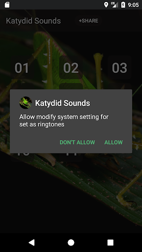 Katydid sounds Screen 3