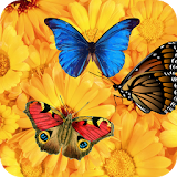 Butterfly Wallpaper icon