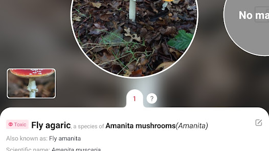 Picture Mushroom – Mushroom ID Mod APK 2.9.19 (Unlocked)(Premium) Gallery 6