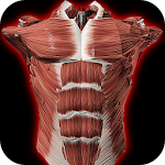 Cover Image of 下载 Muscular System 3D (anatomy)  APK