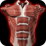 Muscular System 3D (anatomy)