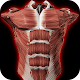 Sistema Muscolare in 3D (Anatomia). Scarica su Windows