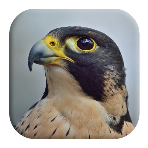 Peregrine Falcon Sounds logo