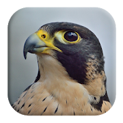 Peregrine Falcon Sounds
