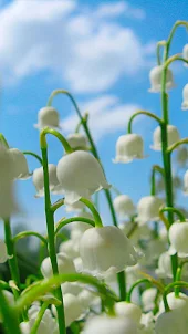 Lily of the Valley Wallpaper