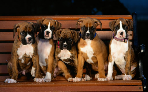 Boxer Dog Wallpapers Screen 2