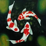 Koi Fish Wallpapers icon