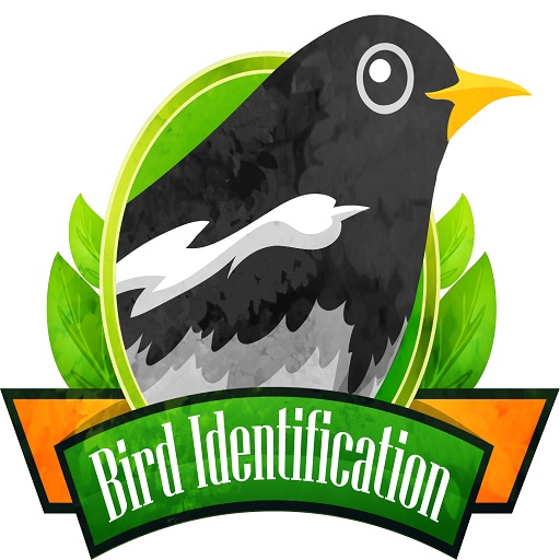 Bird Identification logo