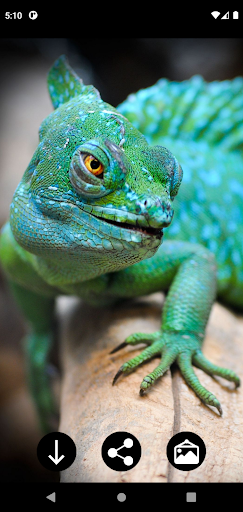 Android application Lizard Wallpapers screenshort