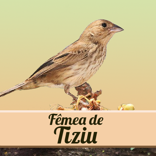 Canto Fêmea de Tiziu Download on Windows