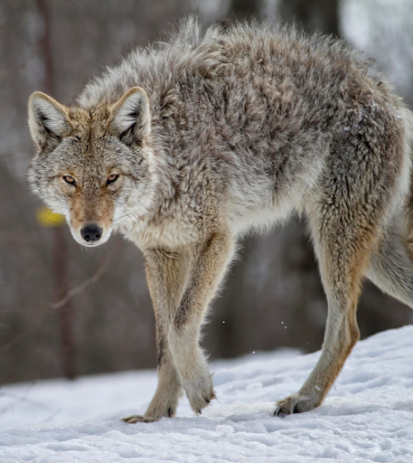 Android application Coyote Sounds and Calls screenshort