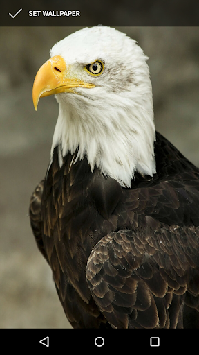 Android application Bold Eagle Wallpapers screenshort
