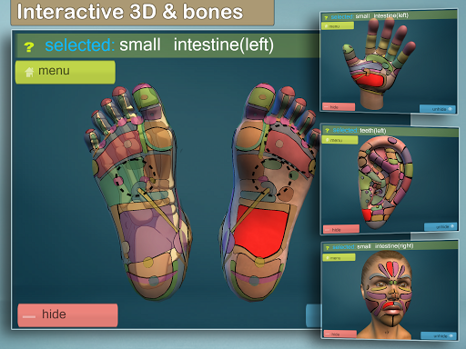 Screenshot of Total Reflexology 3D
