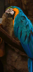 parrot wallpapers