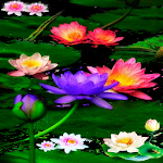 Cover Image of Descargar Multicolor Lotus LWP 3 APK